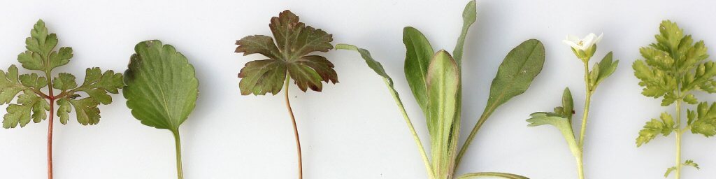 treat-bladder-problems