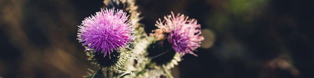 milk-thistle