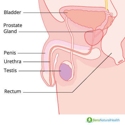 function of prostate gland