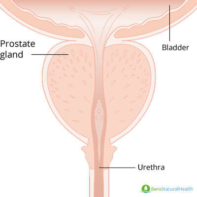 frequent urination in men