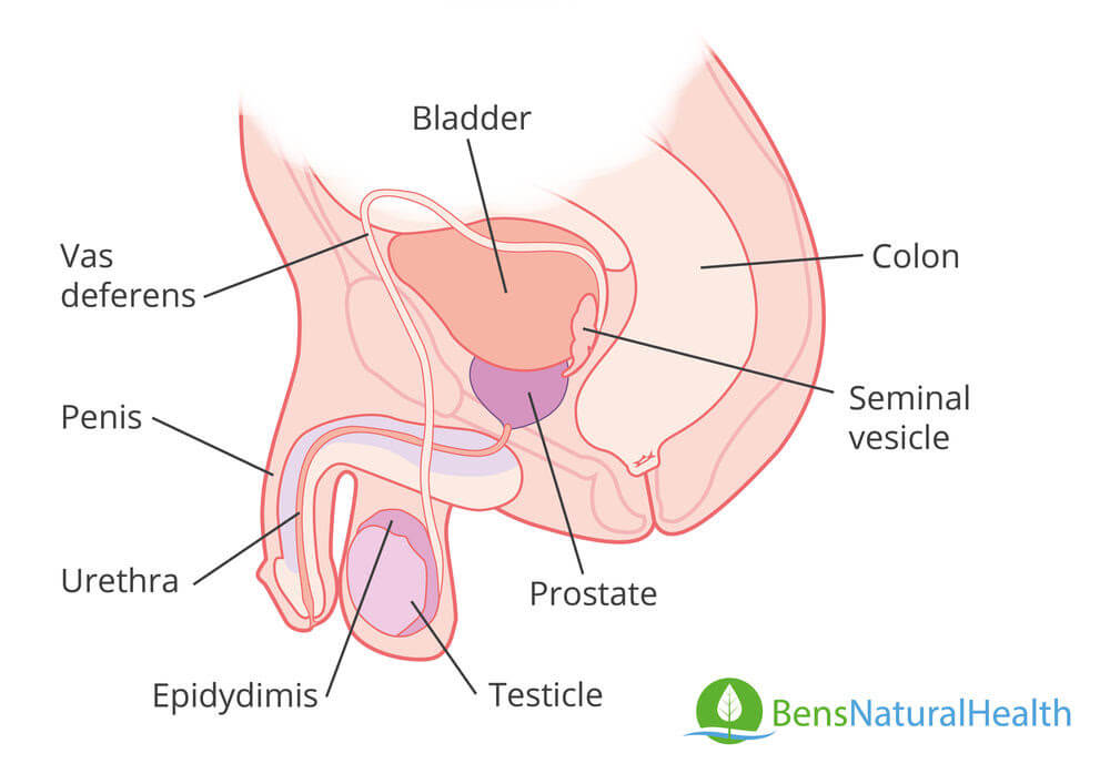 prostate gland anatomy