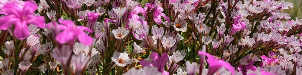 natural aromatase inhibitors