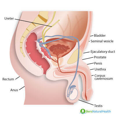 urethral stricture disease

