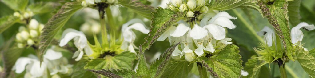 prostatitis supplements