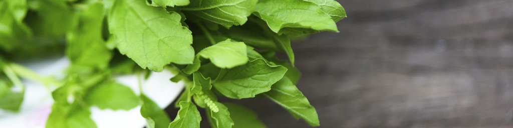 holy-basil