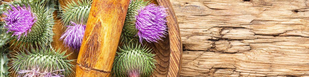milk-thistle