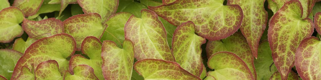 best male sexual health supplements