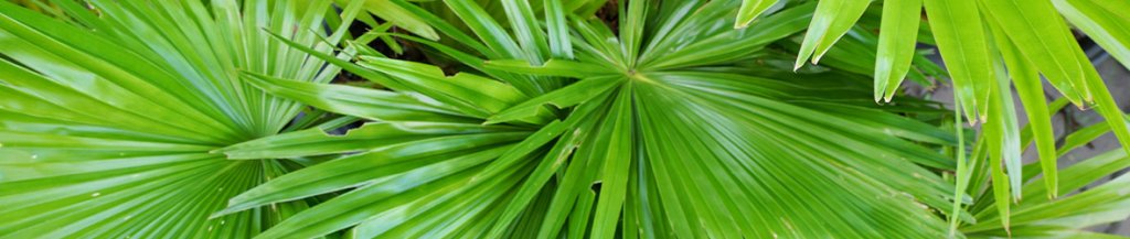 saw palmetto benefits for men