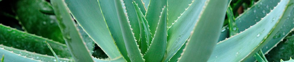 aloe vera benefits for diabetes