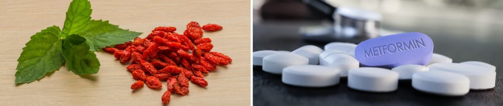 berberine vs metformin