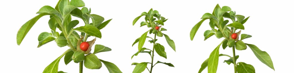 ashwagandha and thyroid