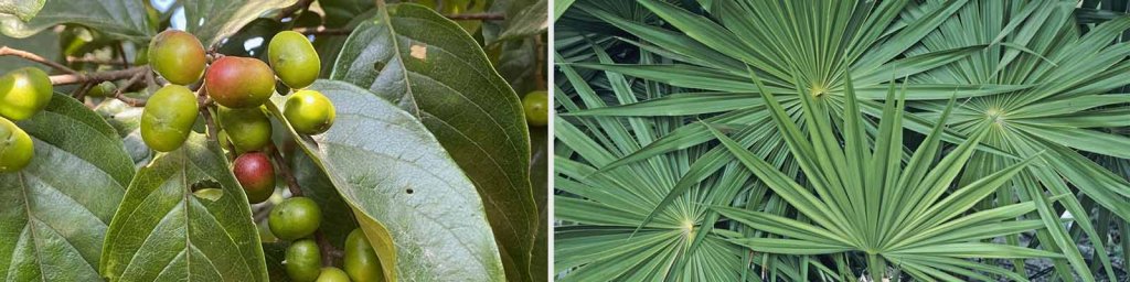 natural alpha blockers