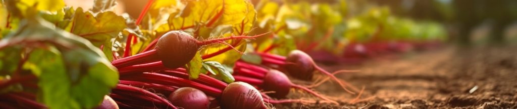 beetroot benefits for men